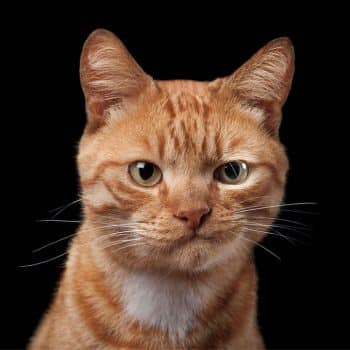 03-Alma-Animal-Robert-Bahou